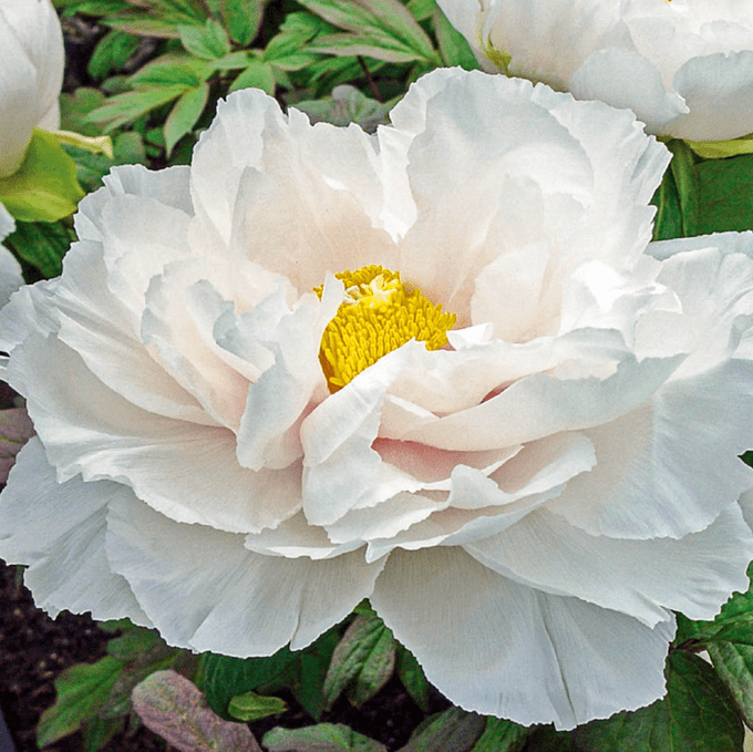 woody peony