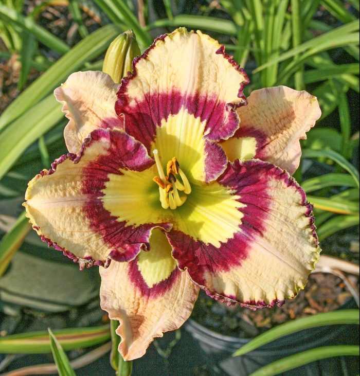 Spacecoast Sea Shells daylily Oakes Daylilies 1