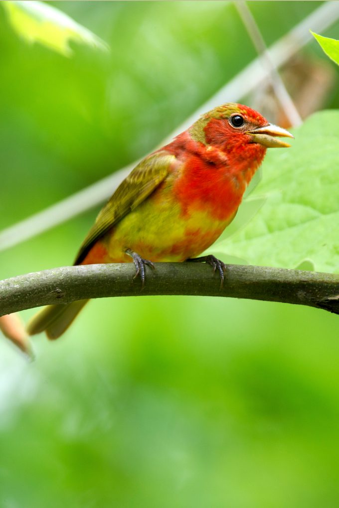 bird molting Tanager Summer 1yr Malevd Masl1220
