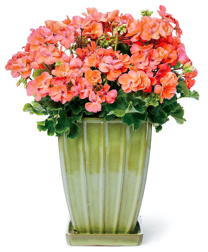 Daredevilsalmonwhite overwintering potted plants