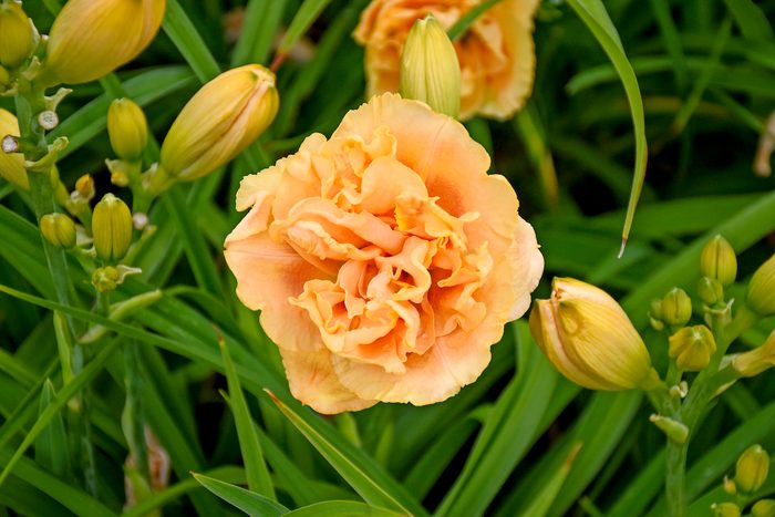 Hemerocallis Siloam Peony Display Apj19 2
