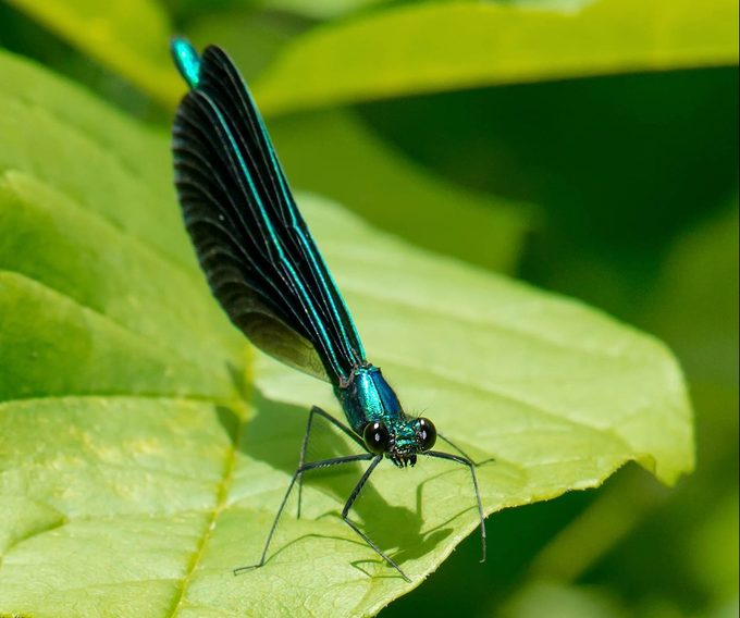 Ebony Jewelwing Damselfly