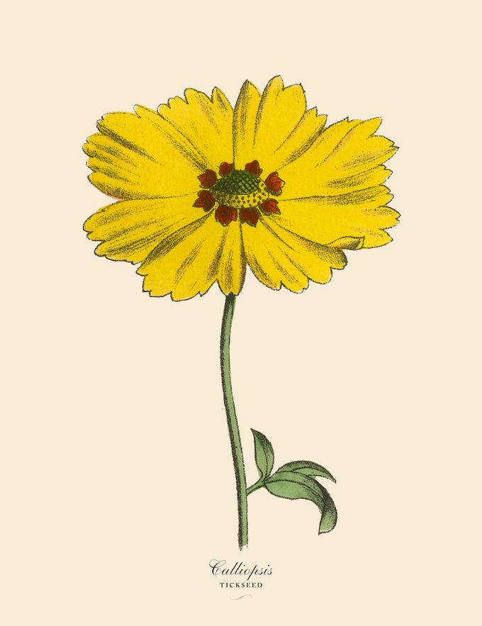 Istock518463656 fall flower facts