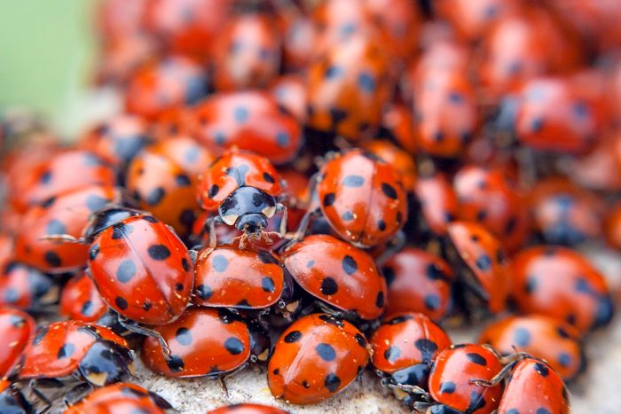 Hibernating,ladybird,beetles,(coccinella,magnifica)