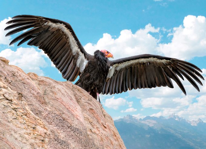 California condor in the wild
