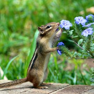 get rid of chipmunks