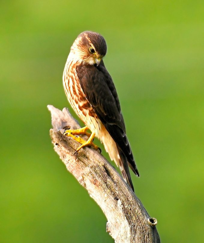 merlin