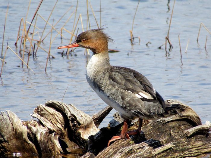 duck pictures common merganser