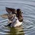 12 Amazing Duck Pictures You Need to See