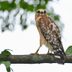 How to Identify a Red-Shouldered Hawk