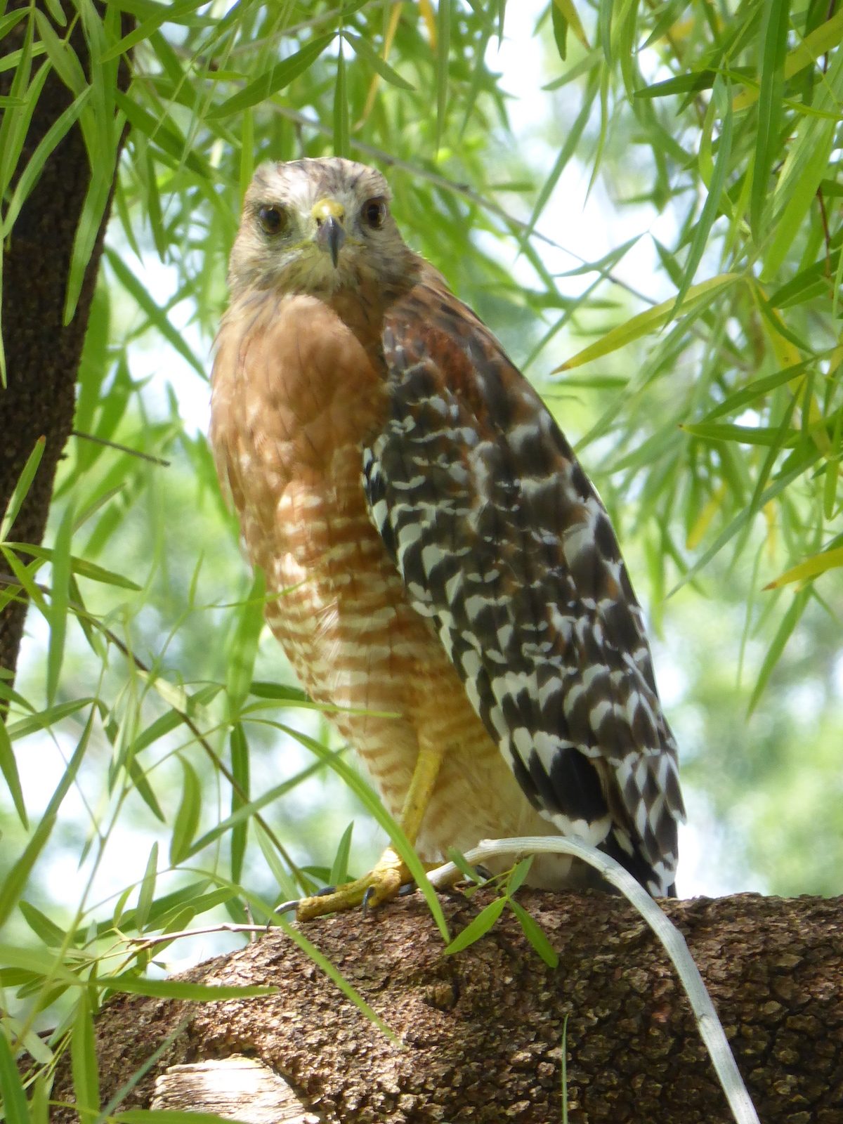 hawk meaning