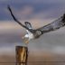 How to Identify a Northern Harrier