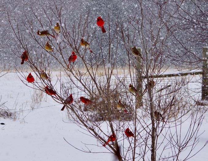group of northern cardinals