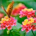 Top 10 Best Value Garden Plants