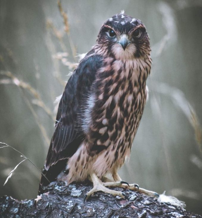 merlin falcon