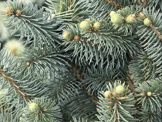 Grow a Dwarf Colorado Blue Spruce for Evergreen Beauty