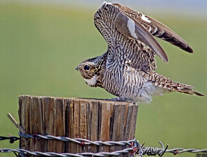 common nighthawk