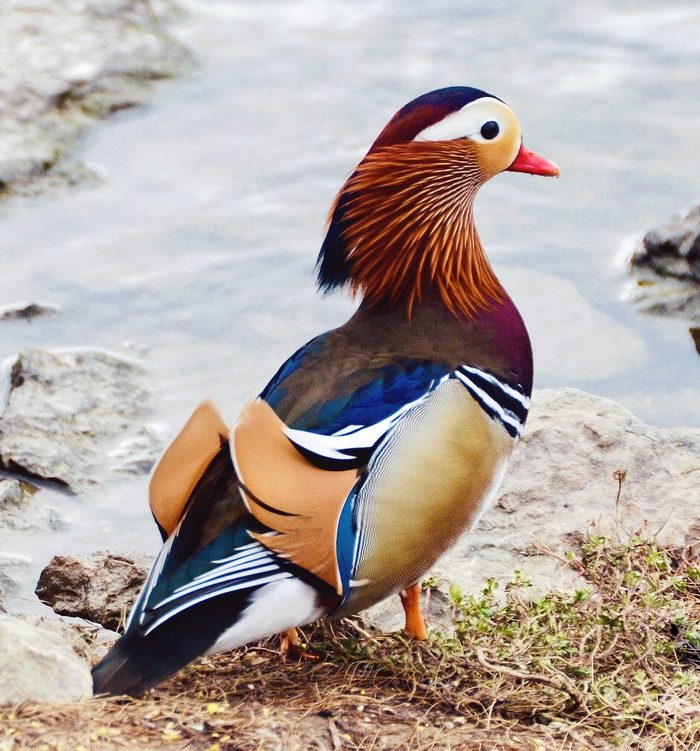 mandarin duck pictures