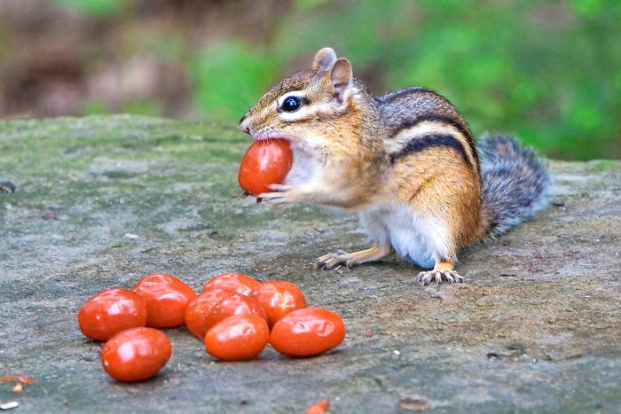pictures of chipmunks