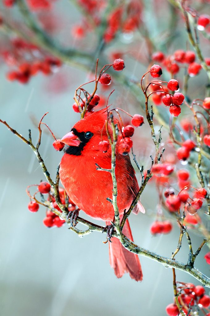 Cardinal Vd 3mas7034k