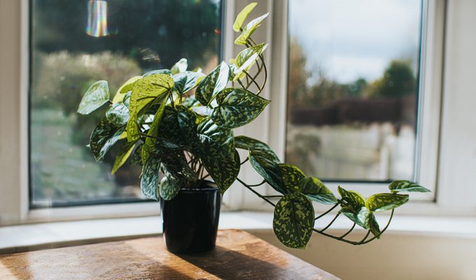 plant hacks