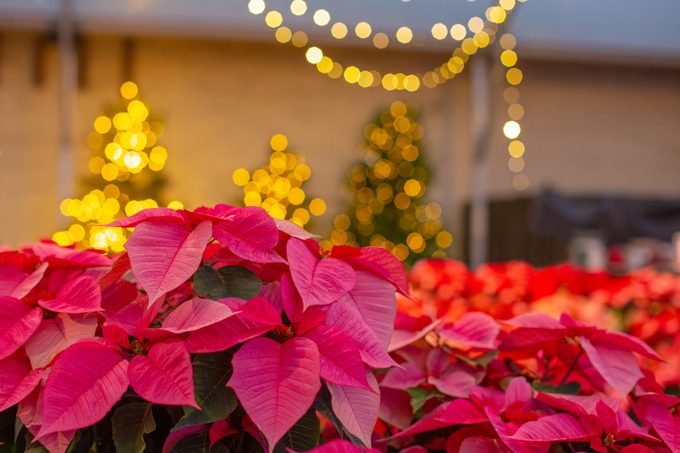 A table full of red poinsettias at a Garden Center