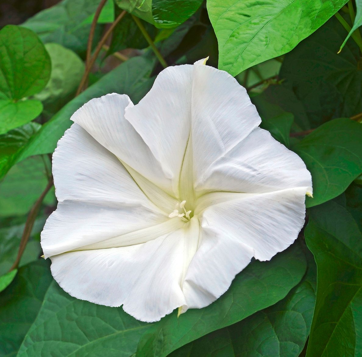 fragrant flower moonflower