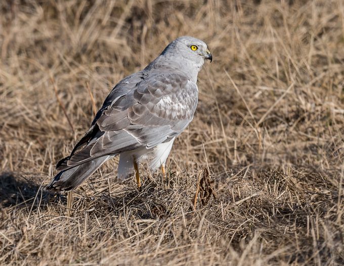 Male Northern Harrier