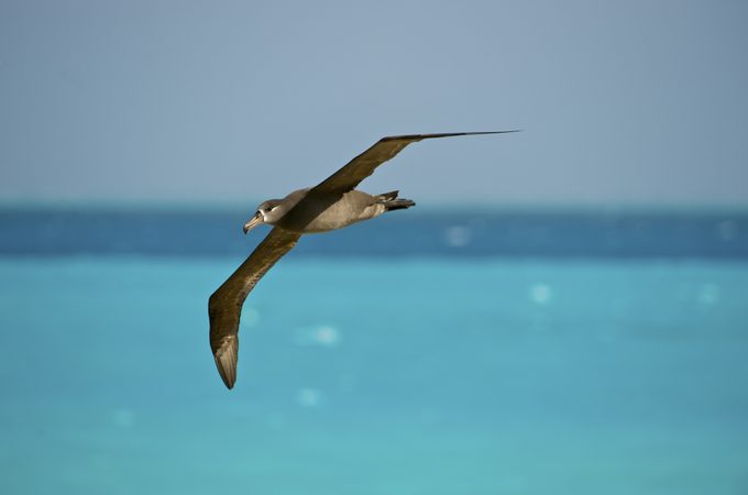 Black-footed Albatross