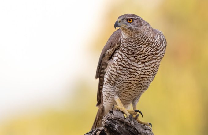 The northern goshawk hunting