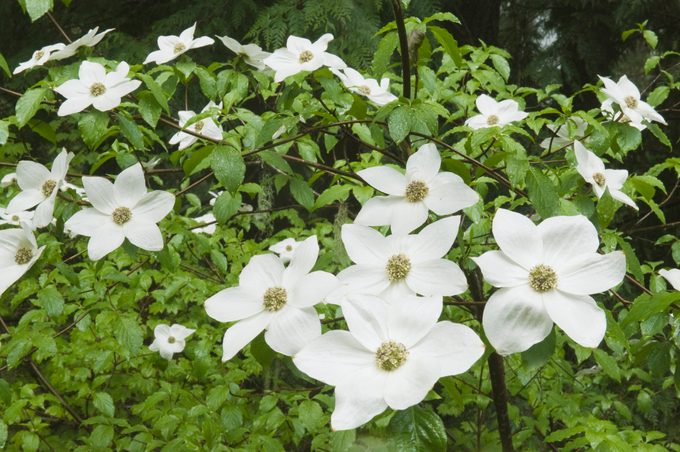 Pacific Dogwood (Cornus nuttallii) Flowers, Gifford Pinchot National Forest, Washington USA