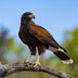 How to Identify a Harris’s Hawk