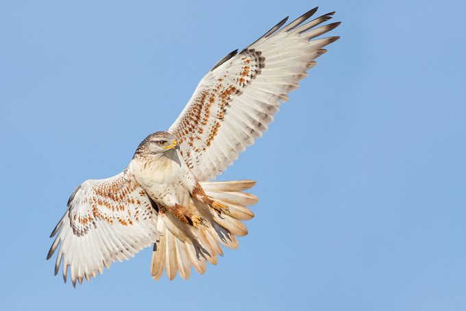 Ferruginous Hawk