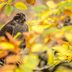 How to Identify an American Goshawk