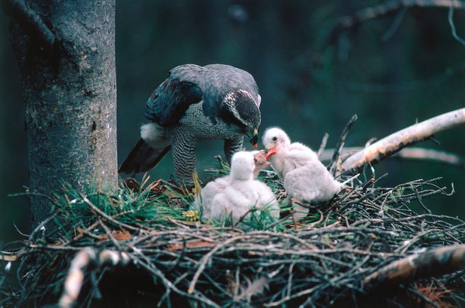 Adult goshawk feeding its chicks. Accipiter gentilis. Wyoming, North America.