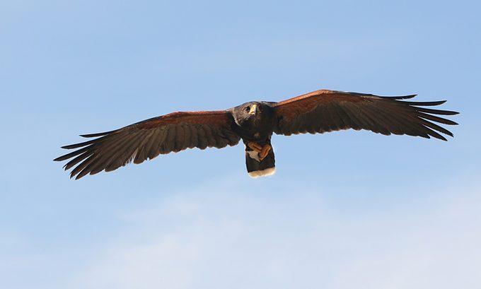 Harris Hawk In Flight