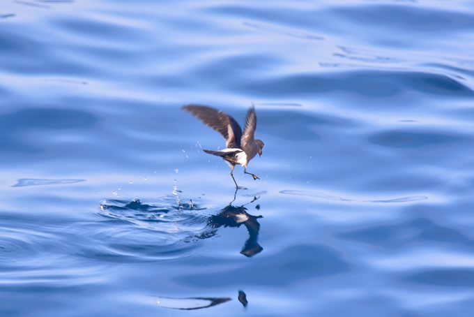 Wilson's Storm Petrel Hunting at Sea