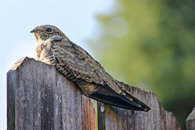 common nighthawk