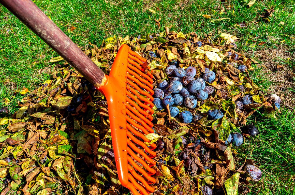 composting with leaves and rotting fruit to improve soil