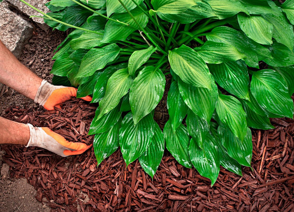 adding mulch to improve soil