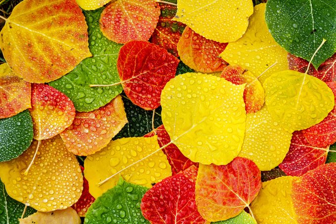 Close,up,of,fallen,aspen,tree,leaves,in,various,colors