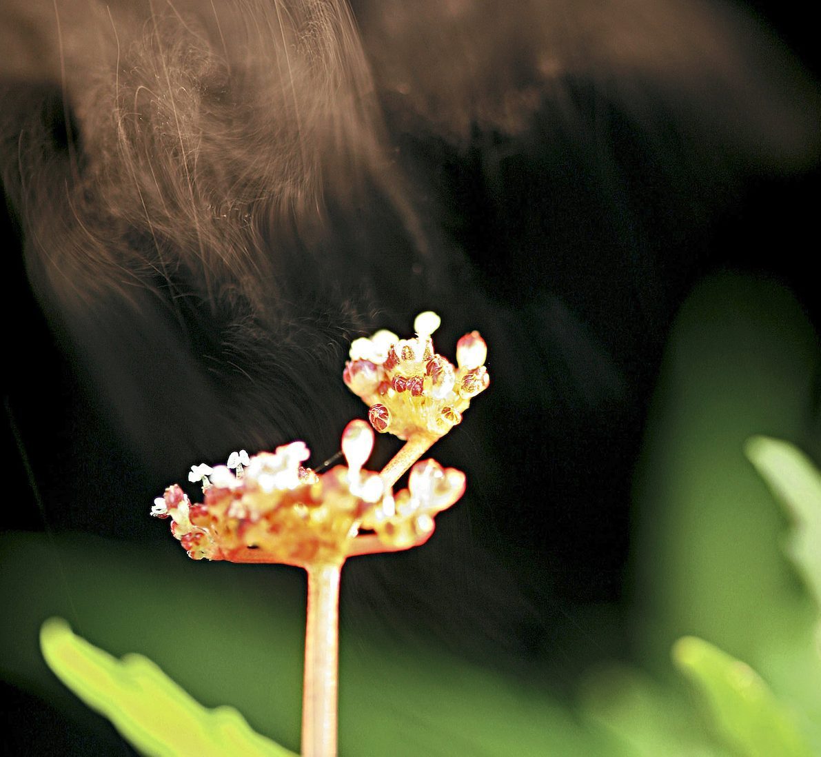 artillery plant