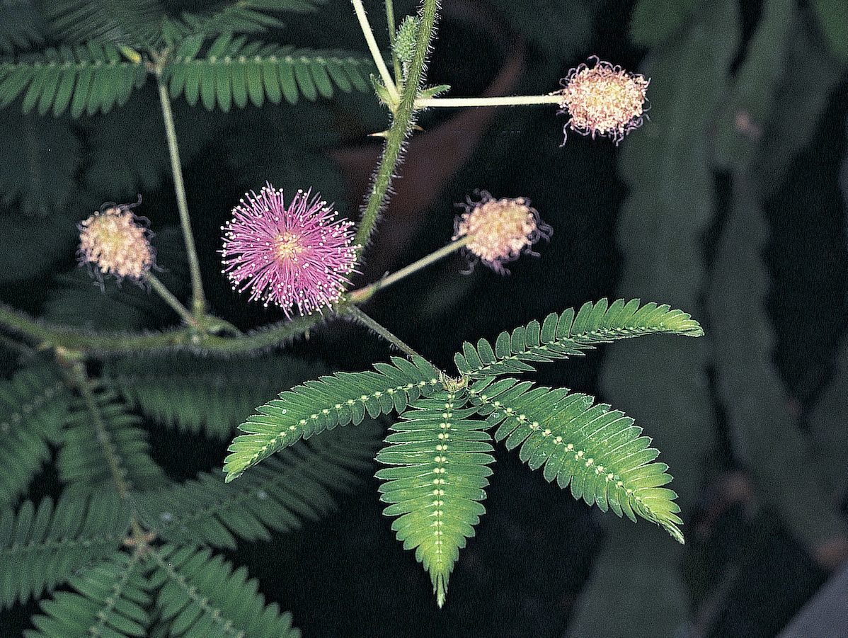 sensitive plant, weird plants