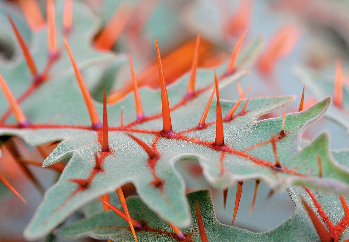 weird plants, porcupine tomato