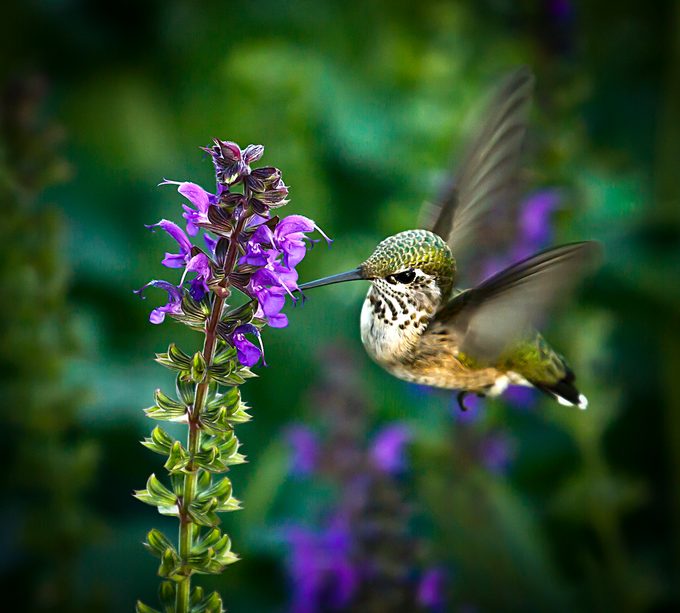calliope hummingbird