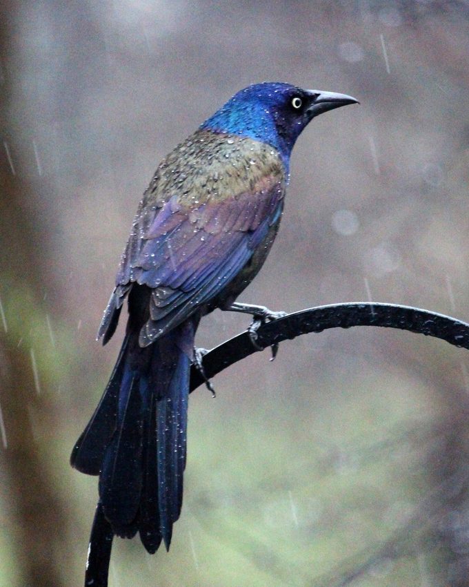 Common grackle