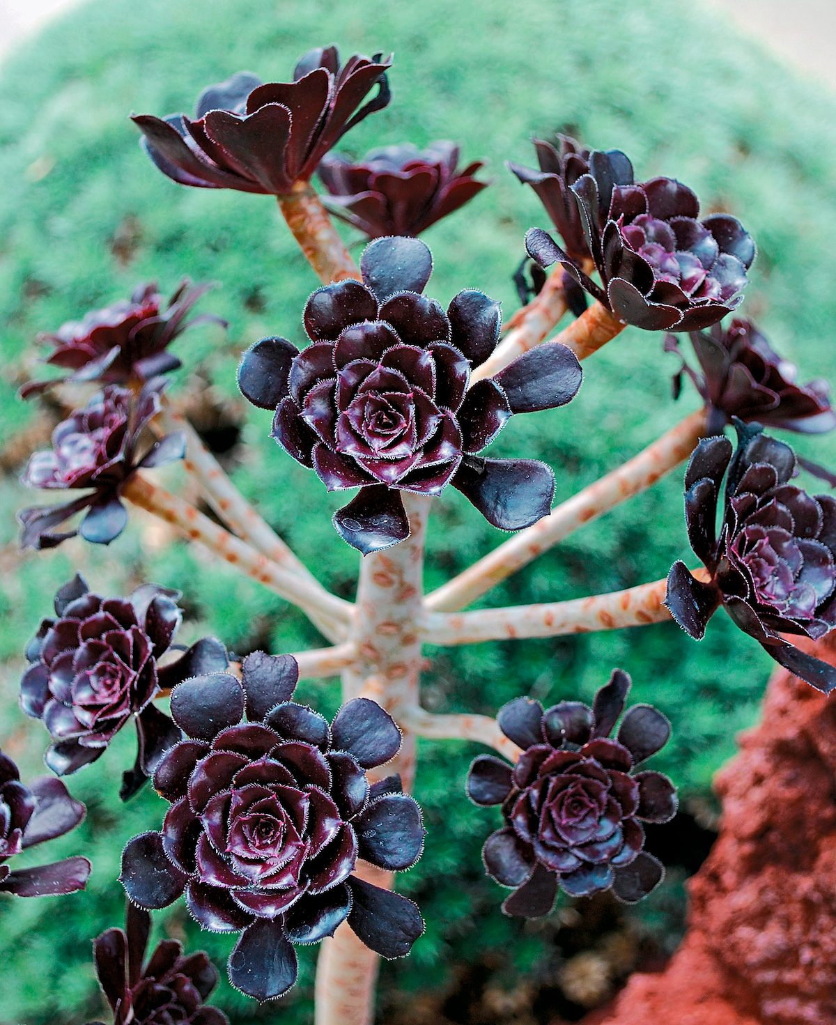 weird plants