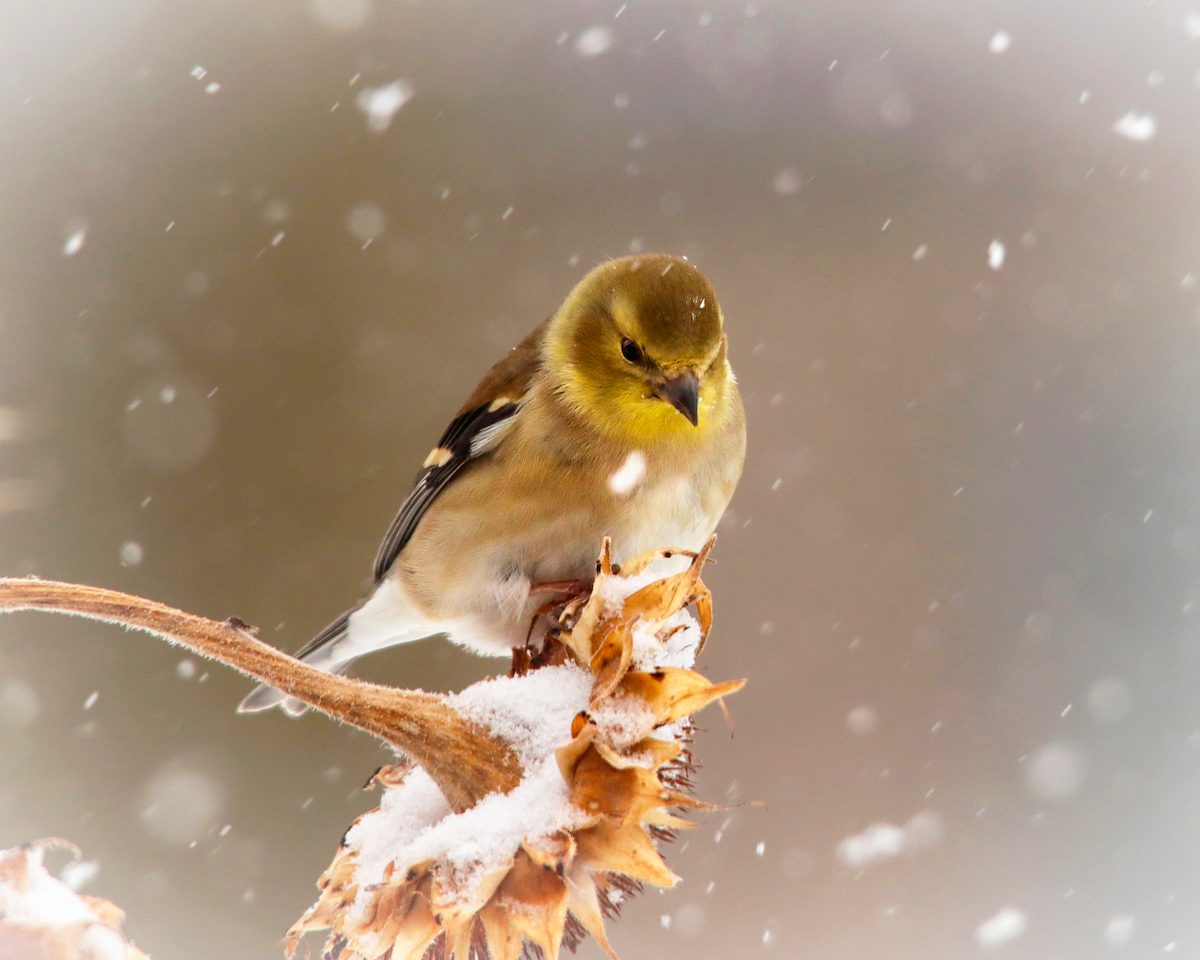 278027819 1 Steven Bloemendaal Bnb Bypc 2021 1, birds in snow