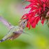 Top 10 Red Hummingbird Flowers to Grow