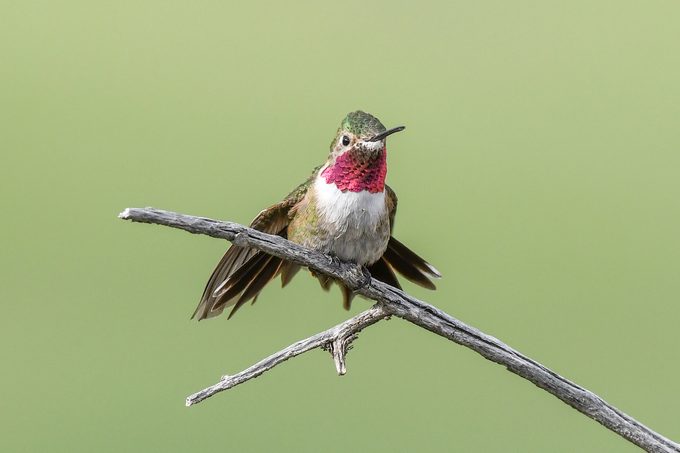male broad-tailed hummingbird